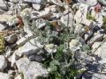 Achillea barrelieri